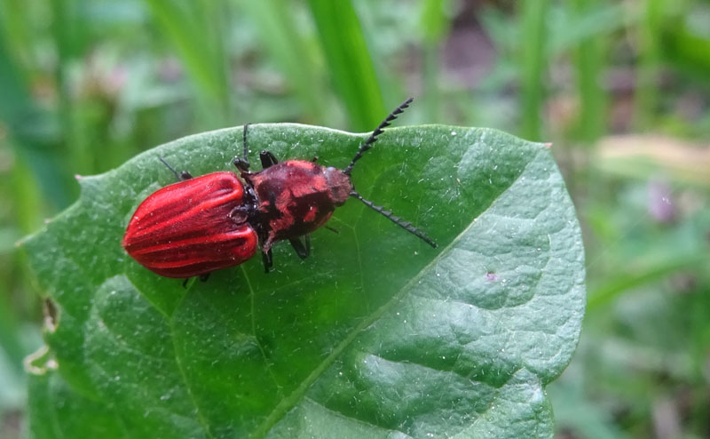 Elateridae: femmina di Anostirus purpureus